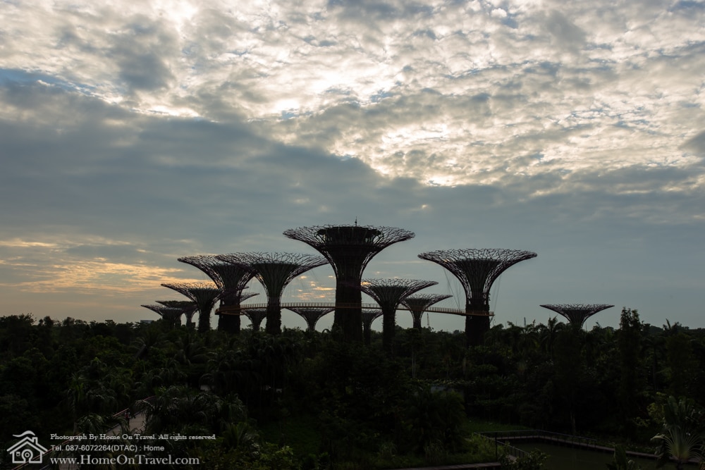 Home On Travel - Morning time ,The Supertree at Gardens by the Bay in Singapore.