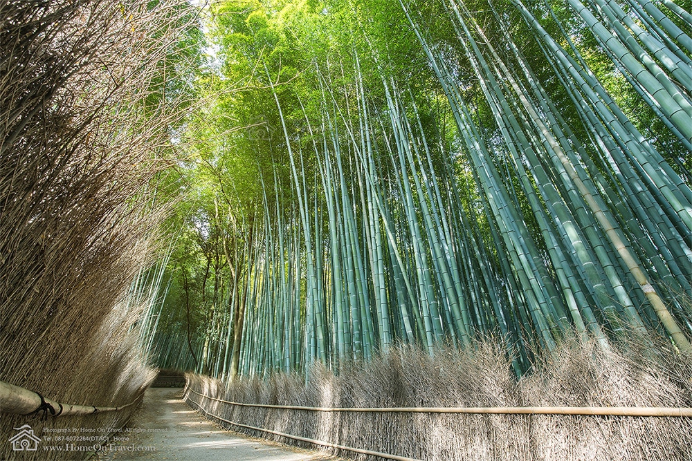 6_bamboo_groves_arashiyama1000