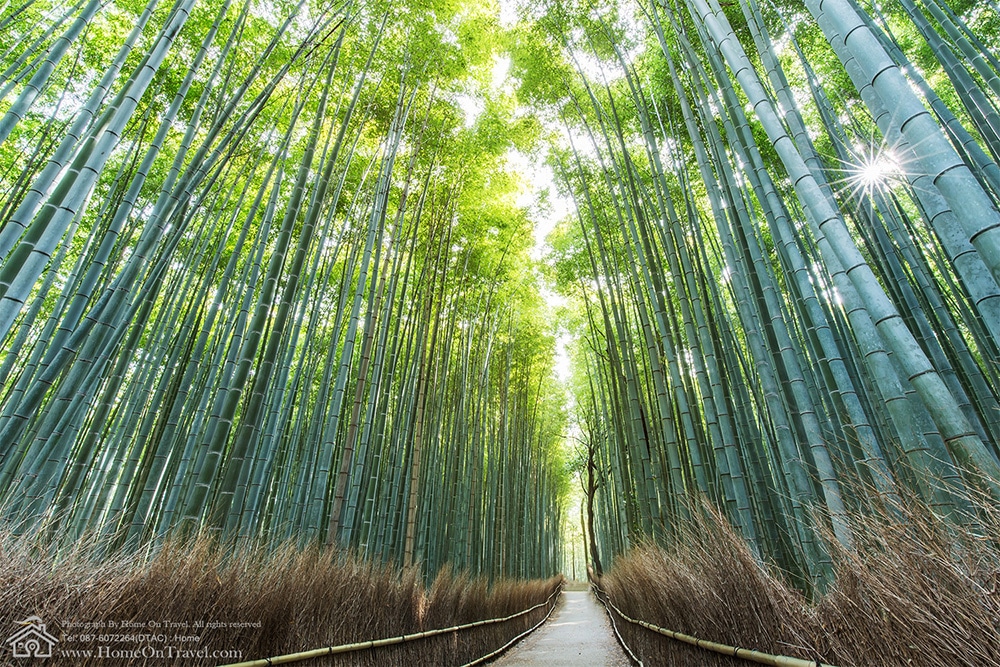 7_bamboo_groves_arashiyama1000