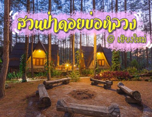 หนาวนี้ที่เชียงใหม่ 🌲🌲 @สวนป่าดอยบ่อหลวง