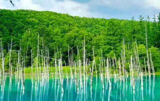 summer hokkaido